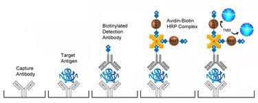 adenosine deaminase activity elisa kit|Human ADA(Adenosine Deaminase) ELISA Kit .